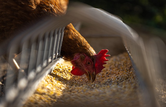 pollo-de-corral