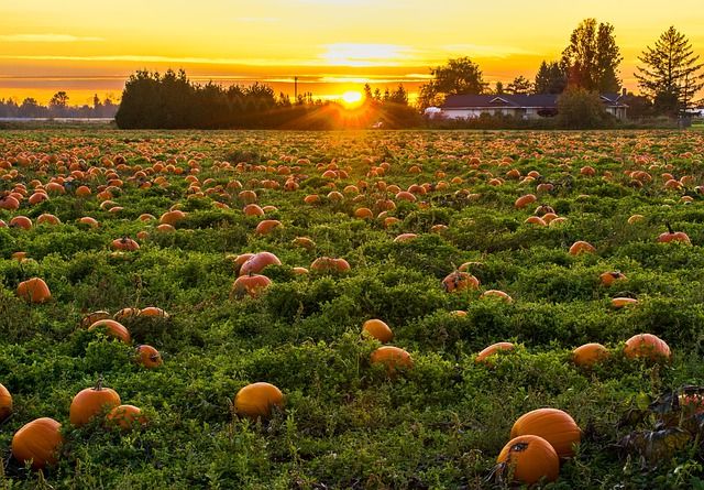 planta de calabaza