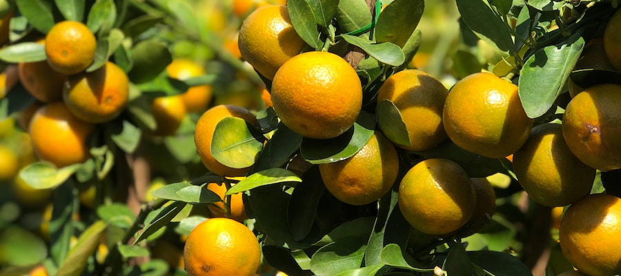 calorias en una mandarina