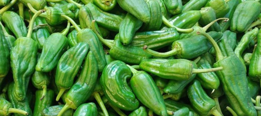 pimiento del padron